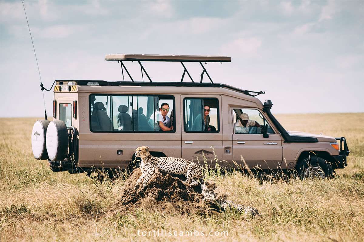 cheetah-spotted-during-gamming-at-serengeti-national-park-tanzania